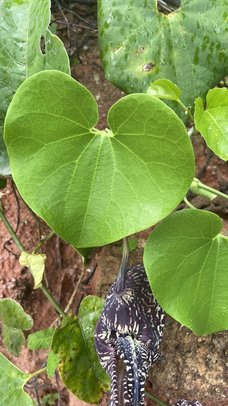 Mottled Dutchman's Pipe photo 3