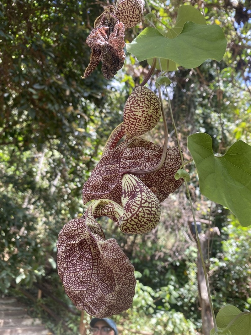 Mottled Dutchman's Pipe photo 4