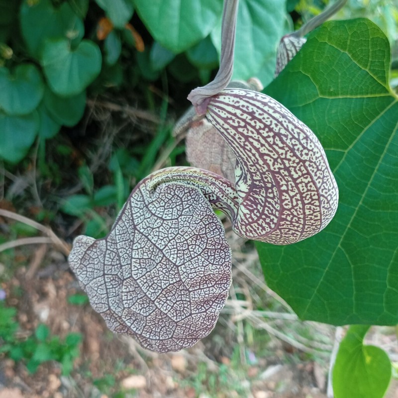 Mottled Dutchman's Pipe photo 5