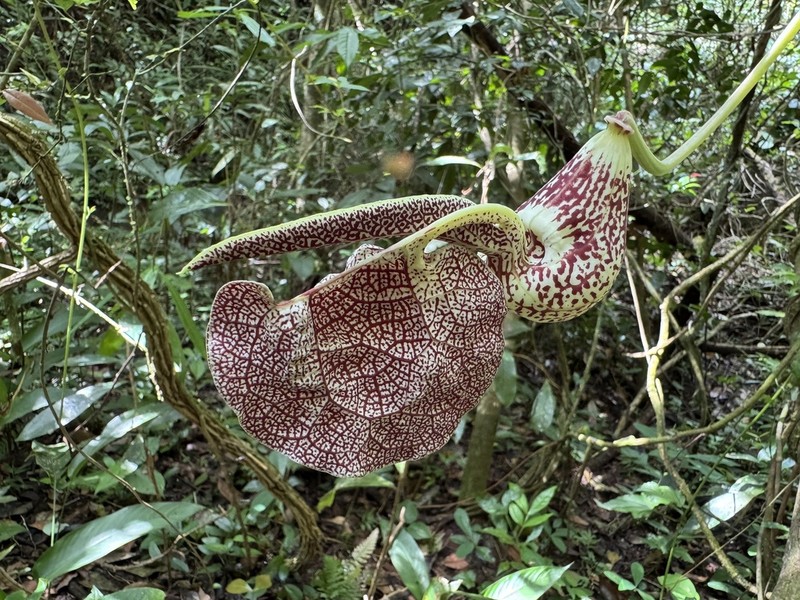 Mottled Dutchman's Pipe photo 6