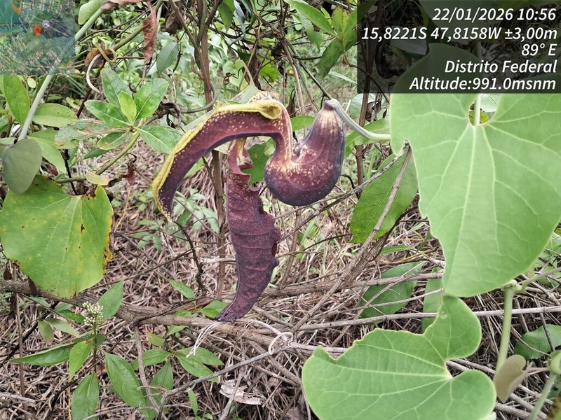 Mottled Dutchman's Pipe photo 7