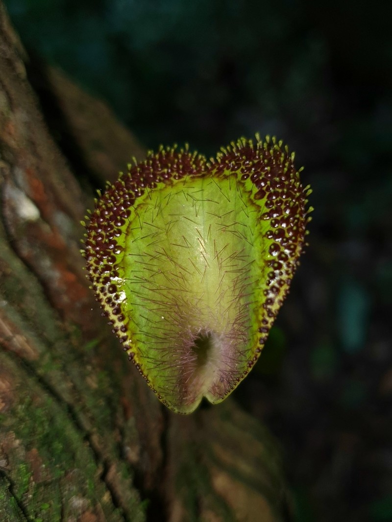 Aristolochia lagesiana