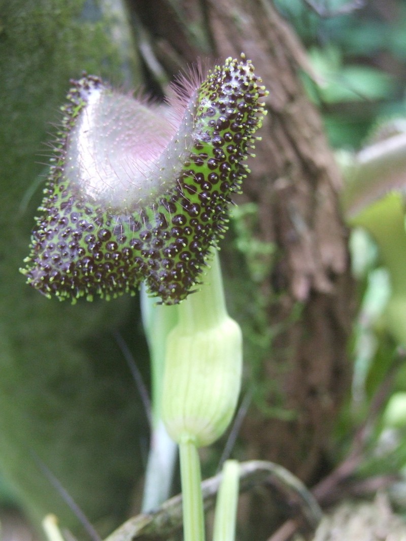 Aristolochia lagesiana photo 2