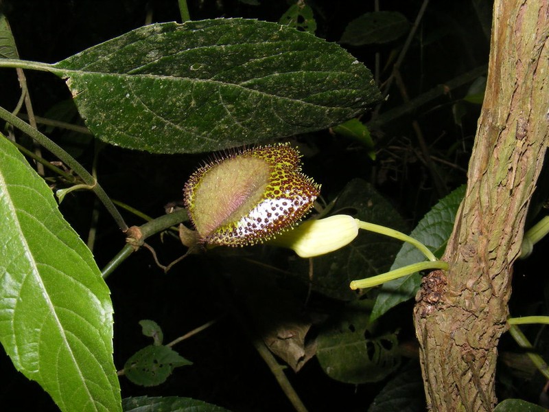 Aristolochia lagesiana photo 3