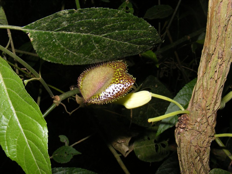 Aristolochia lagesiana photo 5
