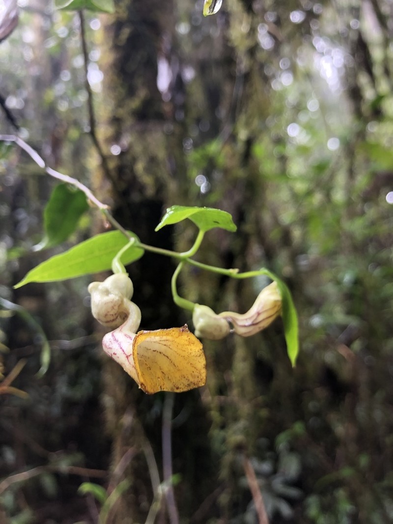 Aristolochia laheyana