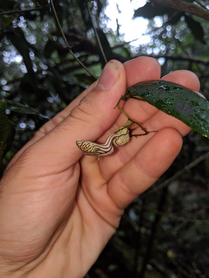 Aristolochia laheyana photo 2