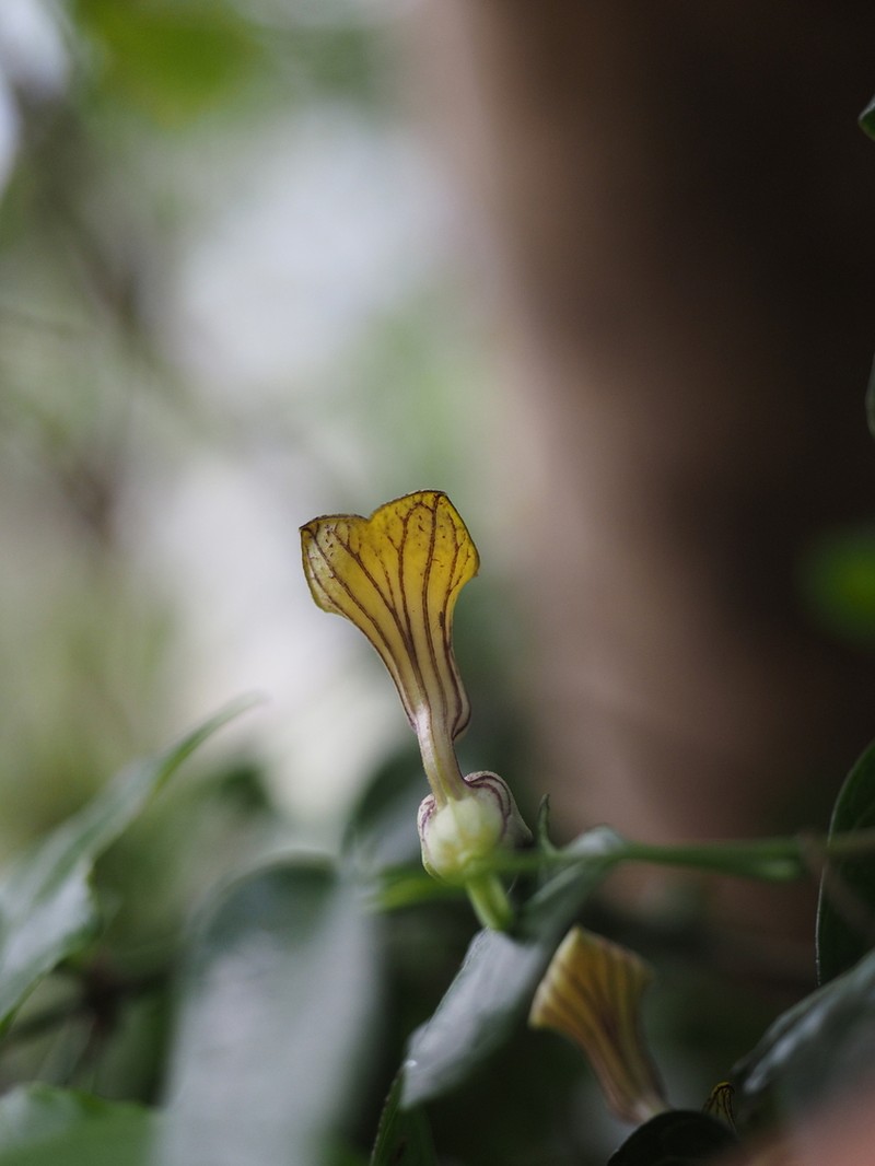 Aristolochia laheyana photo 3