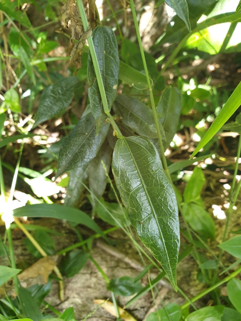 Aristolochia laheyana photo 4