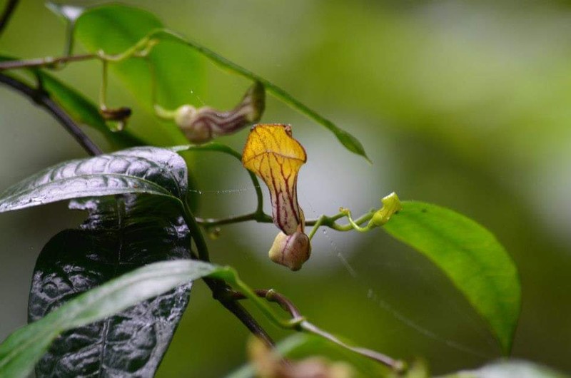Aristolochia laheyana photo 5