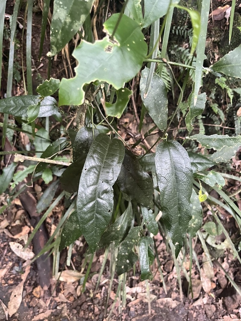 Aristolochia laheyana photo 6