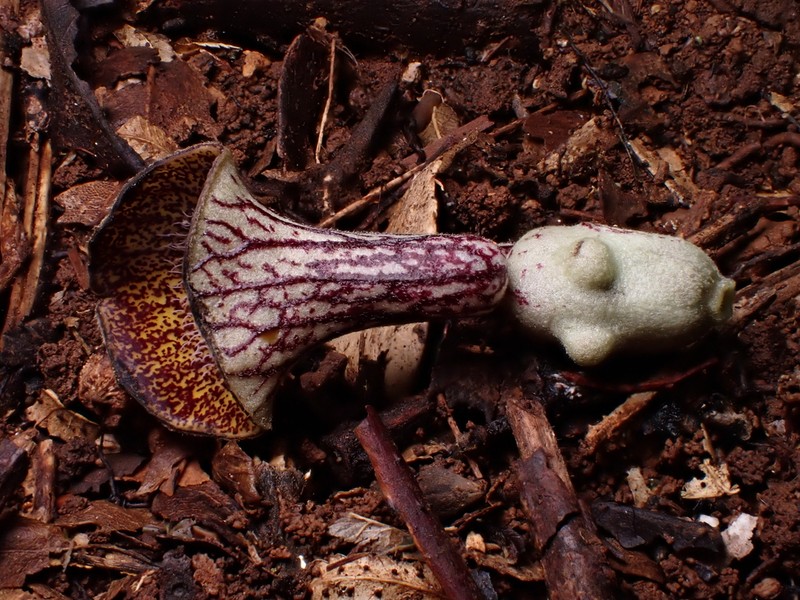 Aristolochia laheyana photo 7