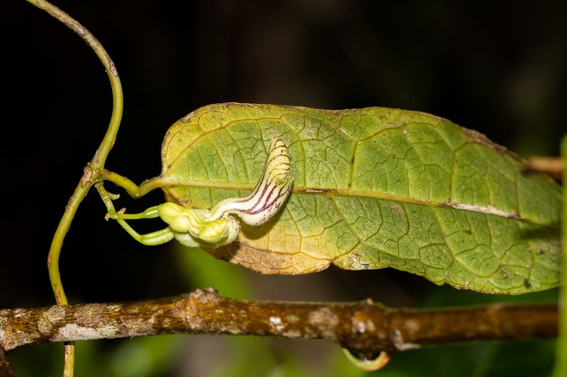 Aristolochia laheyana photo 8