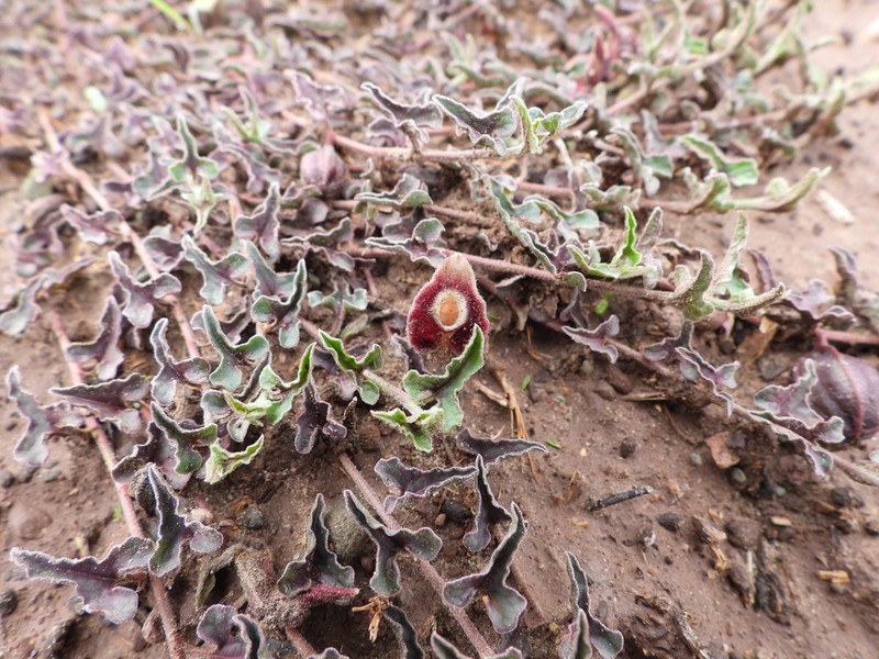 Aristolochia lassa