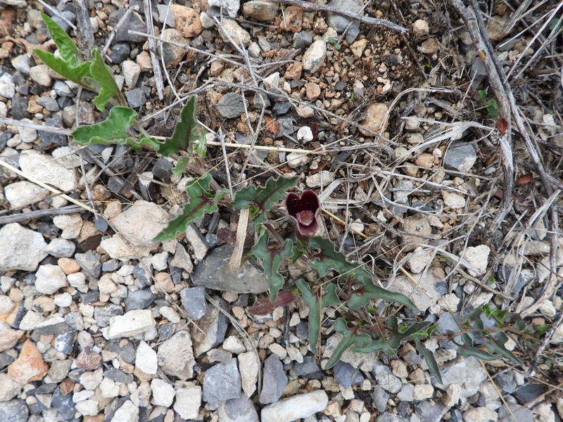 Aristolochia lassa photo 2