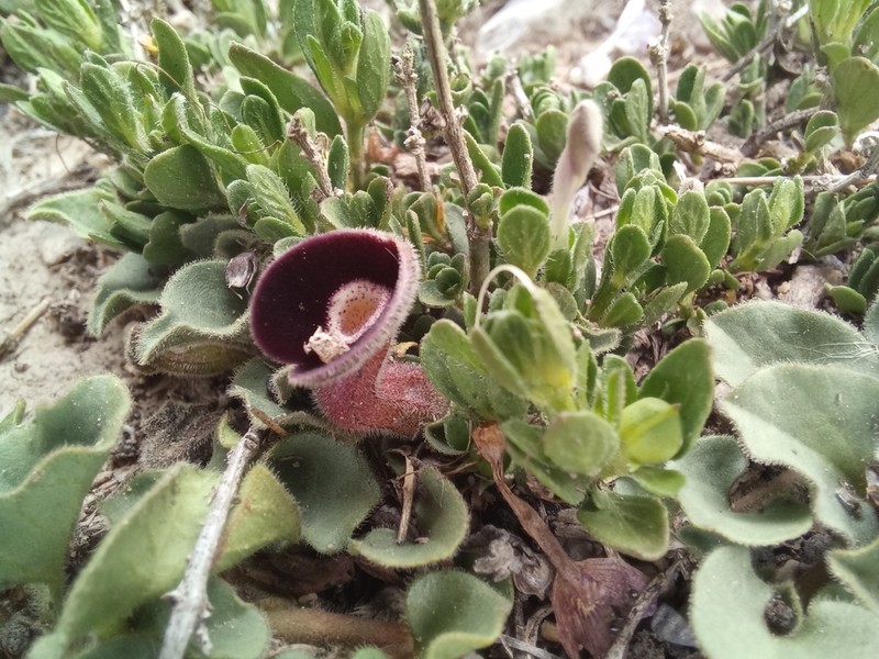 Aristolochia lassa photo 5