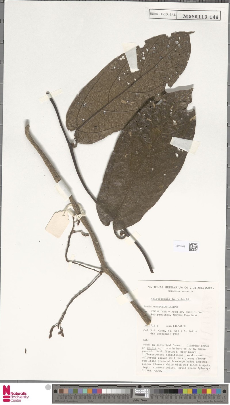 Aristolochia lauterbachiana