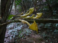 Aristolochia leonensis