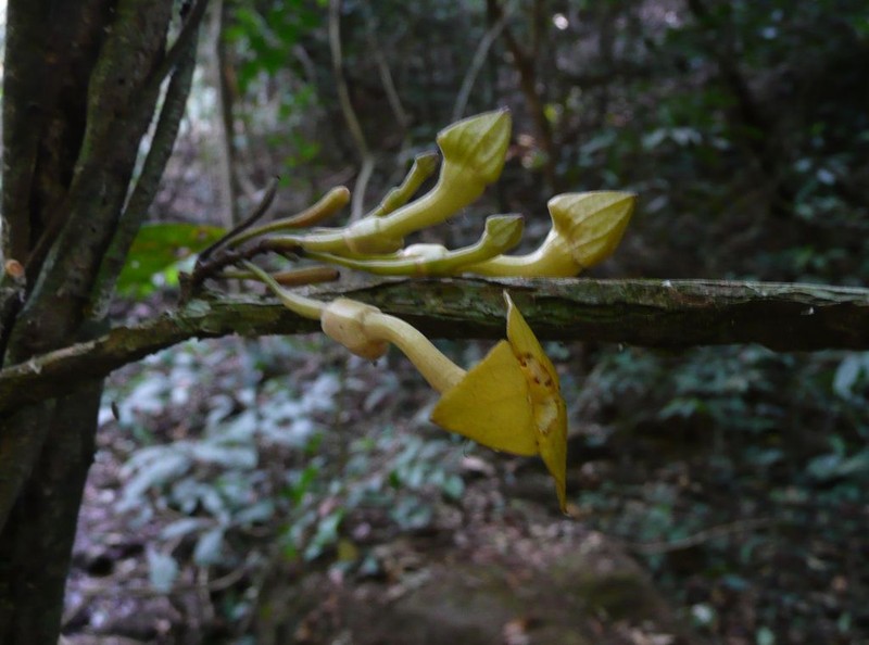 Aristolochia leonensis