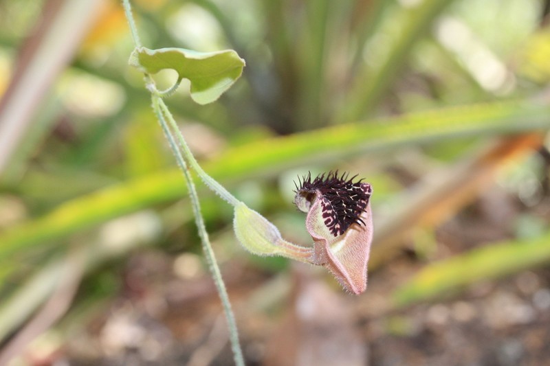 Aristolochia leprieurii photo 2