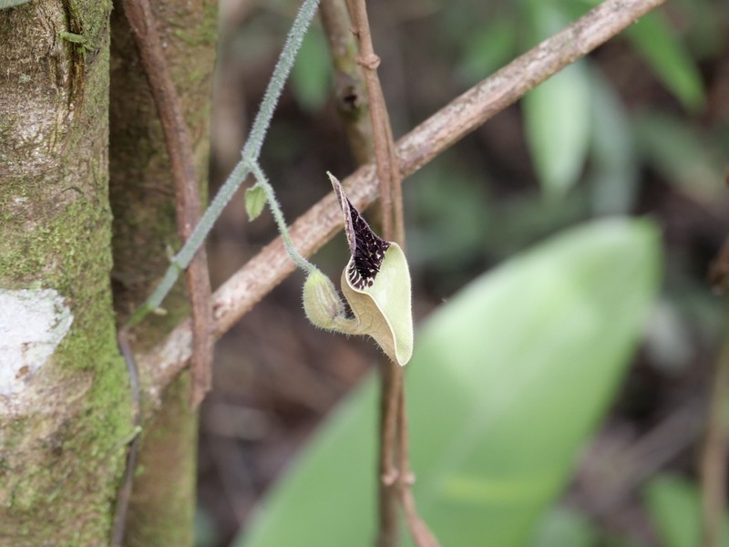 Aristolochia leprieurii photo 3