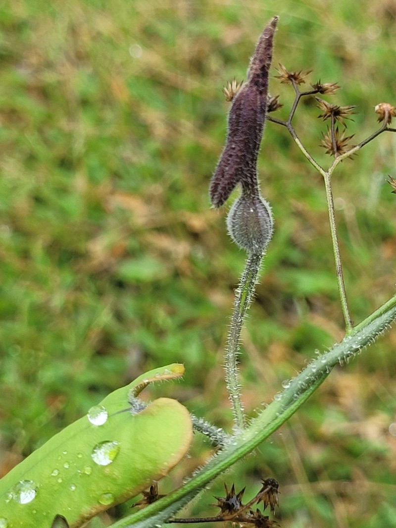 Aristolochia leprieurii photo 4