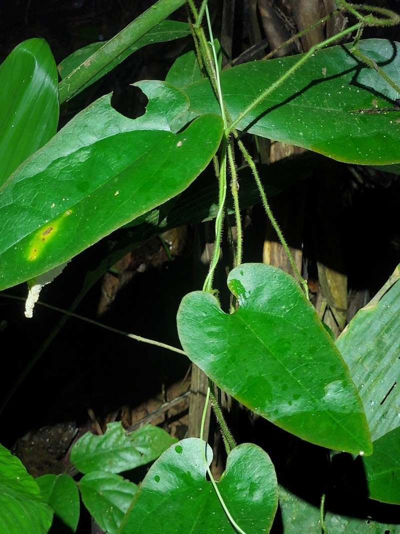 Aristolochia leprieurii photo 5