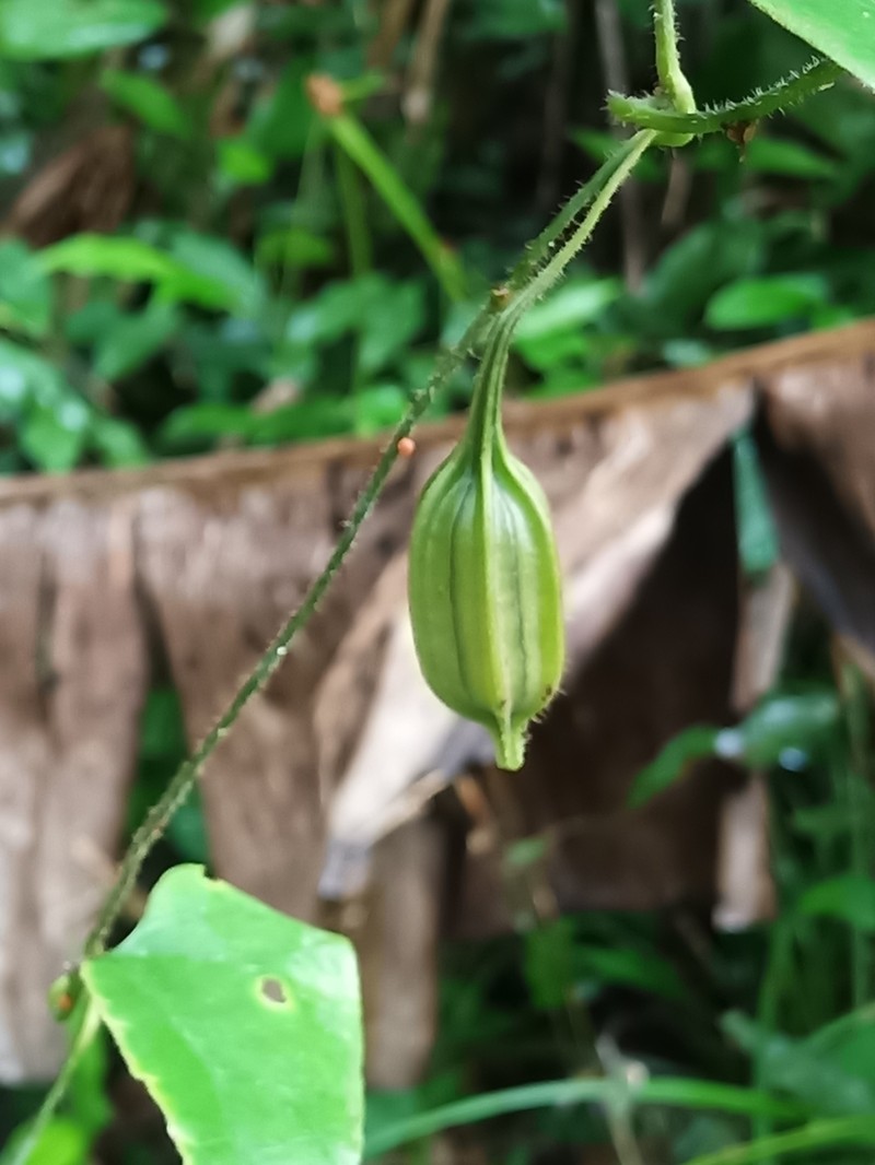 Aristolochia leprieurii photo 6