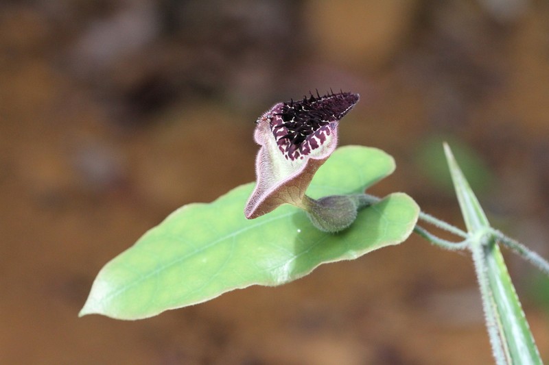 Aristolochia leprieurii photo 7