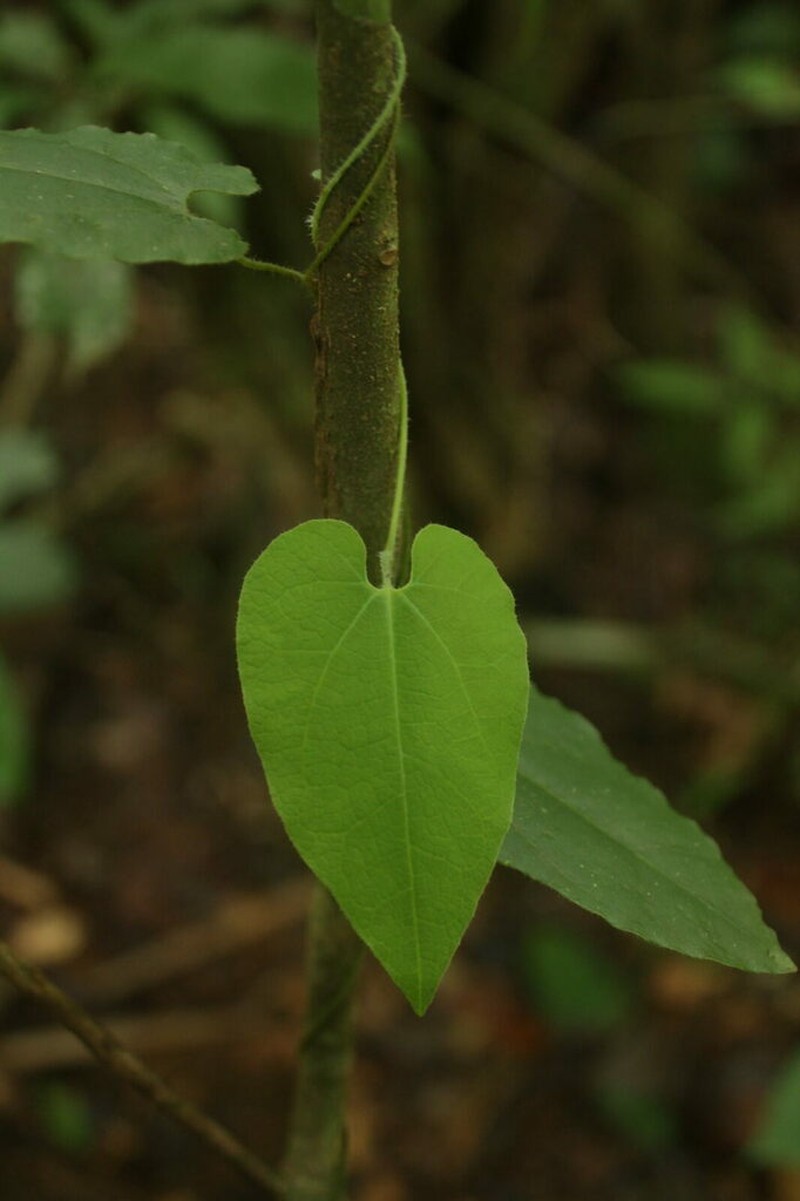 Aristolochia leprieurii photo 8