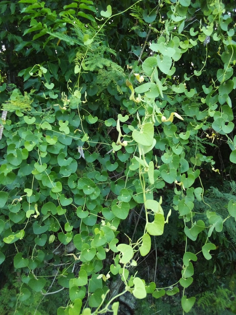 Aristolochia leptosticta photo 2