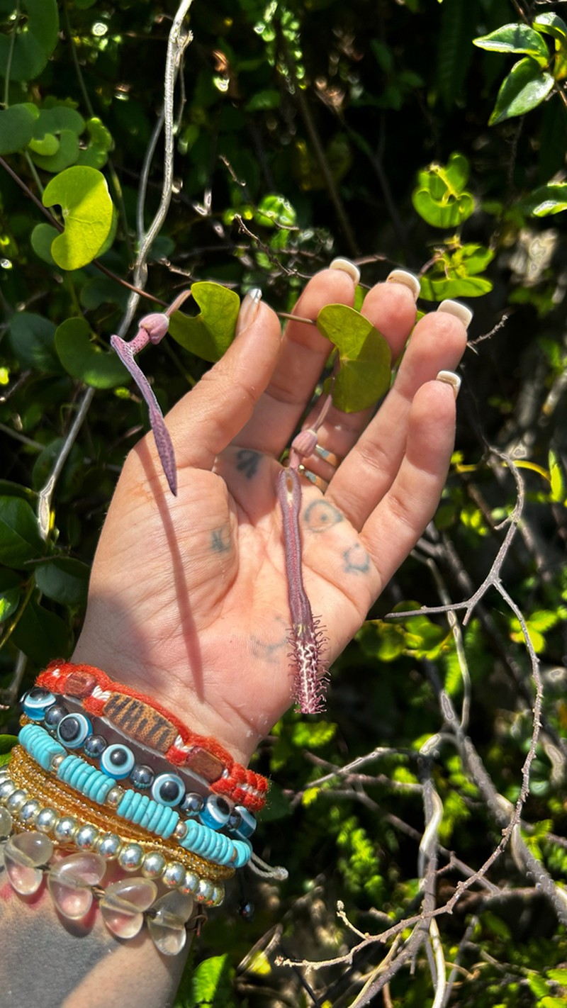 Aristolochia leptosticta photo 3