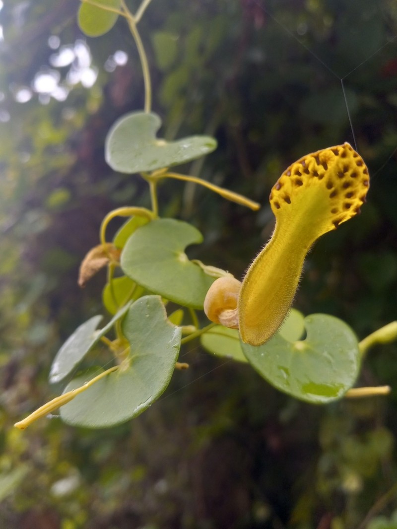 Aristolochia leptosticta photo 4