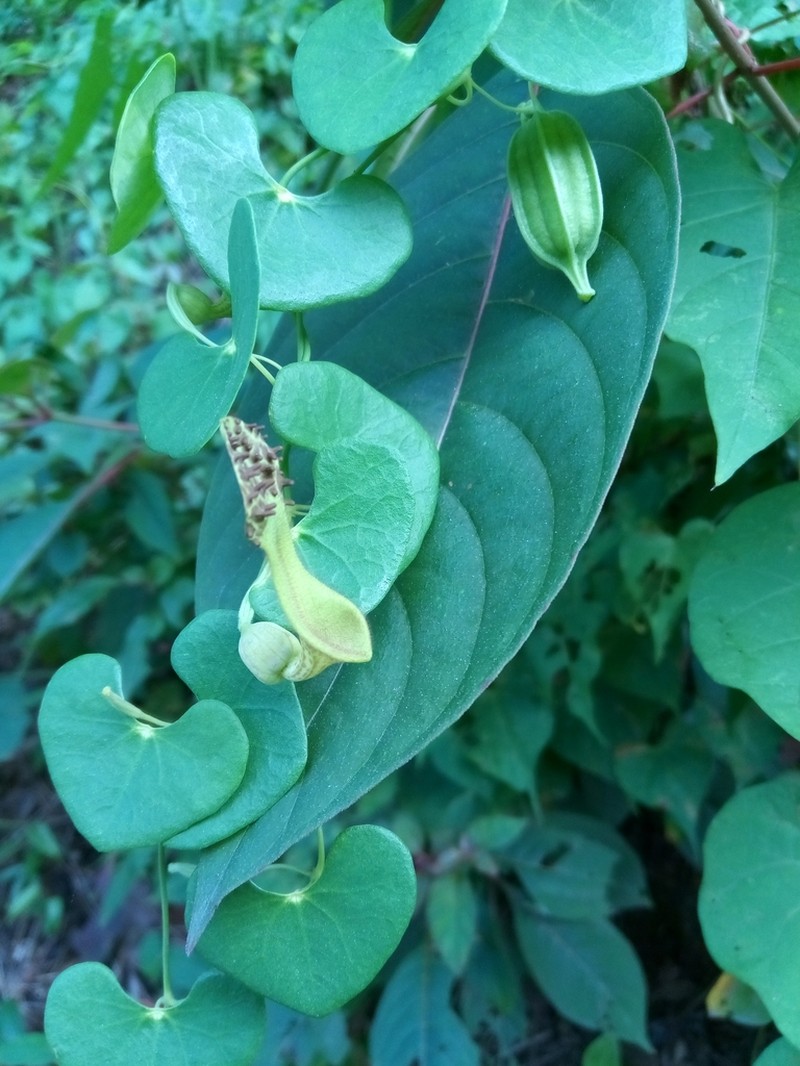 Aristolochia leptosticta photo 5