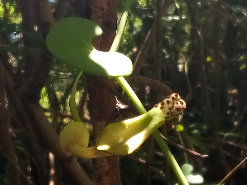 Aristolochia leptosticta photo 6