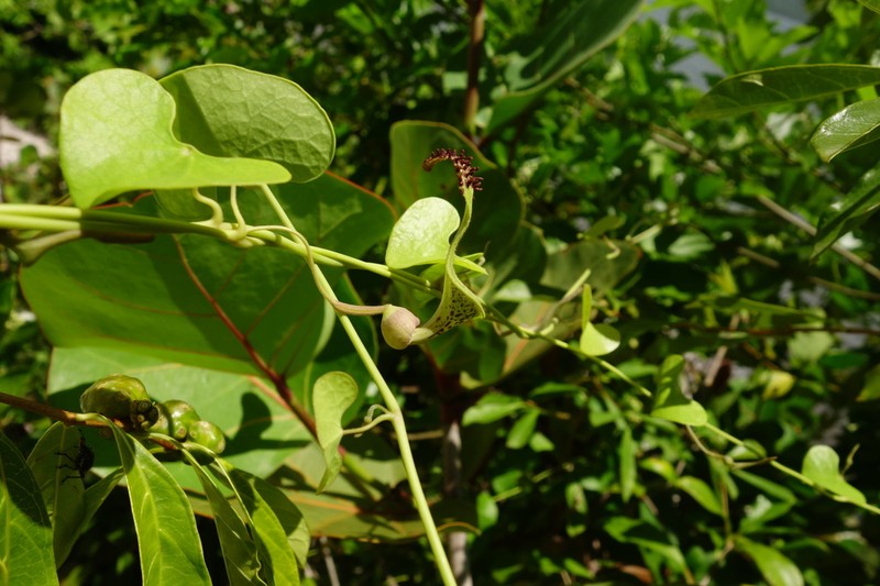 Aristolochia leptosticta photo 7