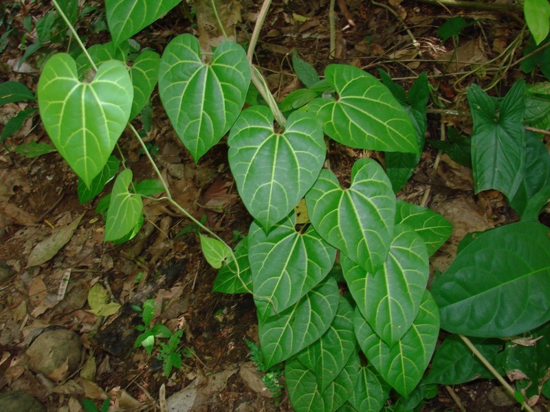 Aristolochia leuconeura photo 2
