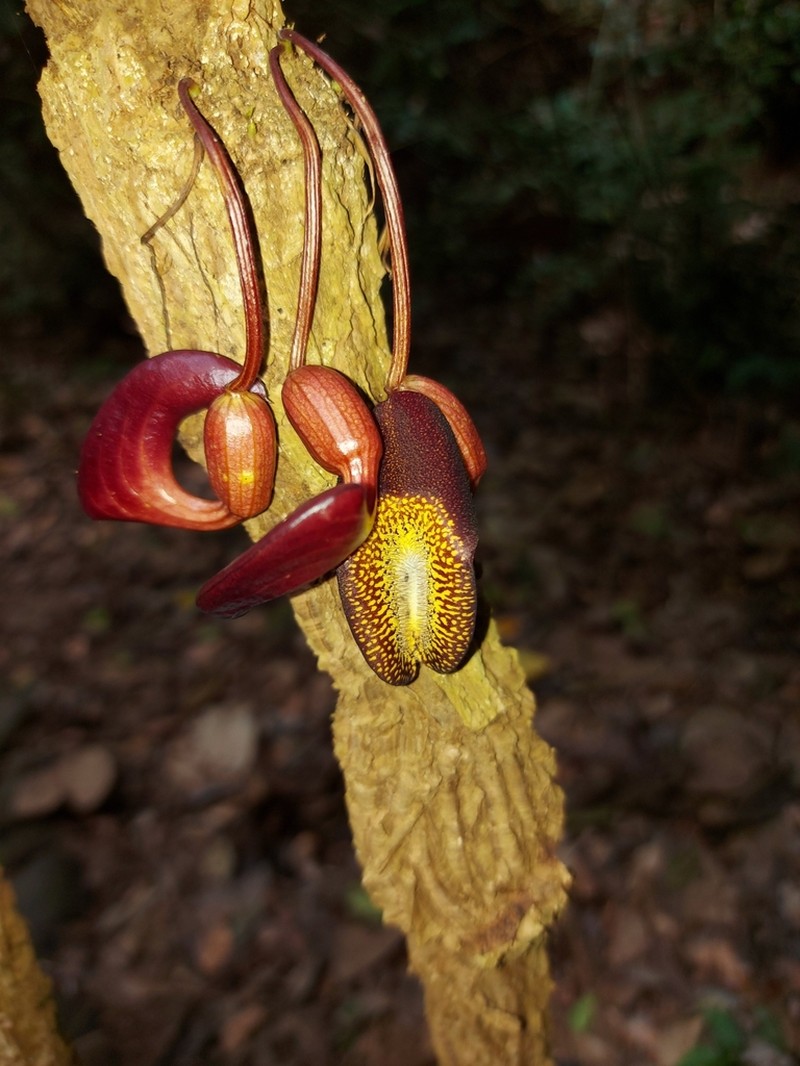 Aristolochia leuconeura photo 3