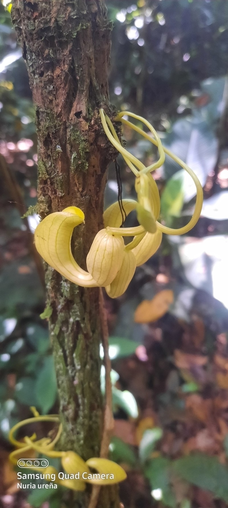 Aristolochia leuconeura photo 4