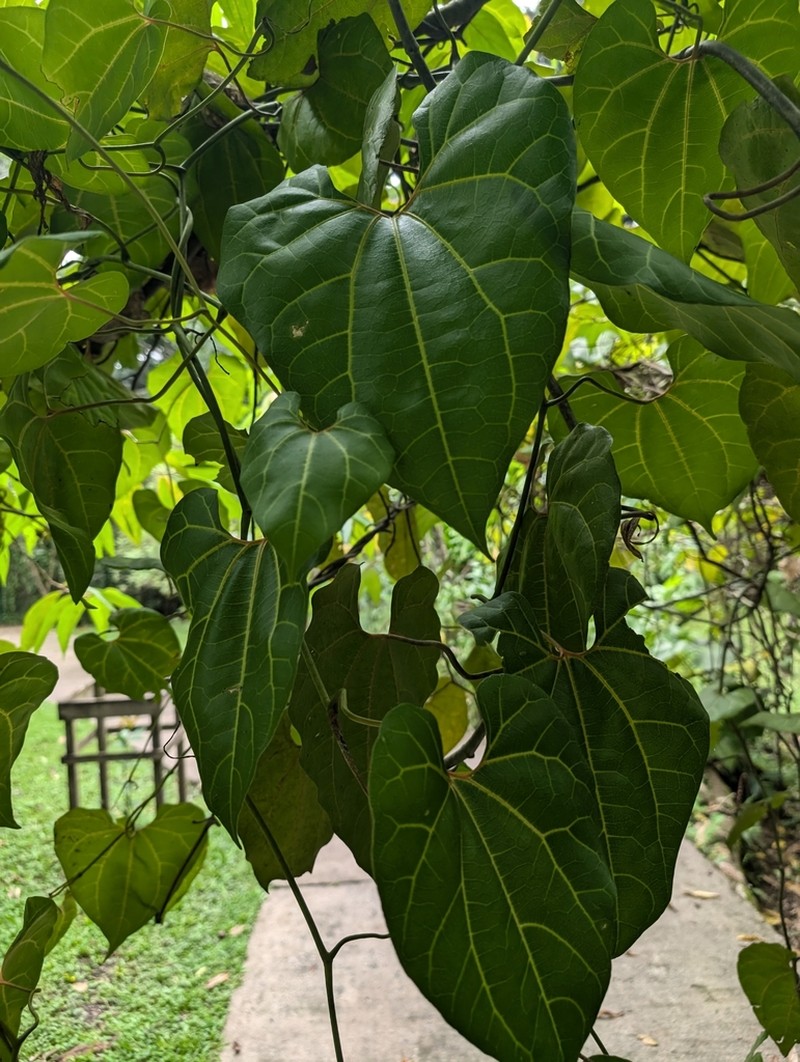 Aristolochia leuconeura photo 5