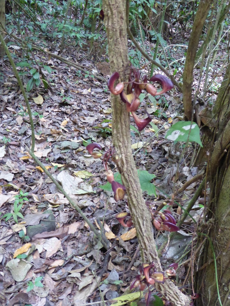 Aristolochia leuconeura photo 6