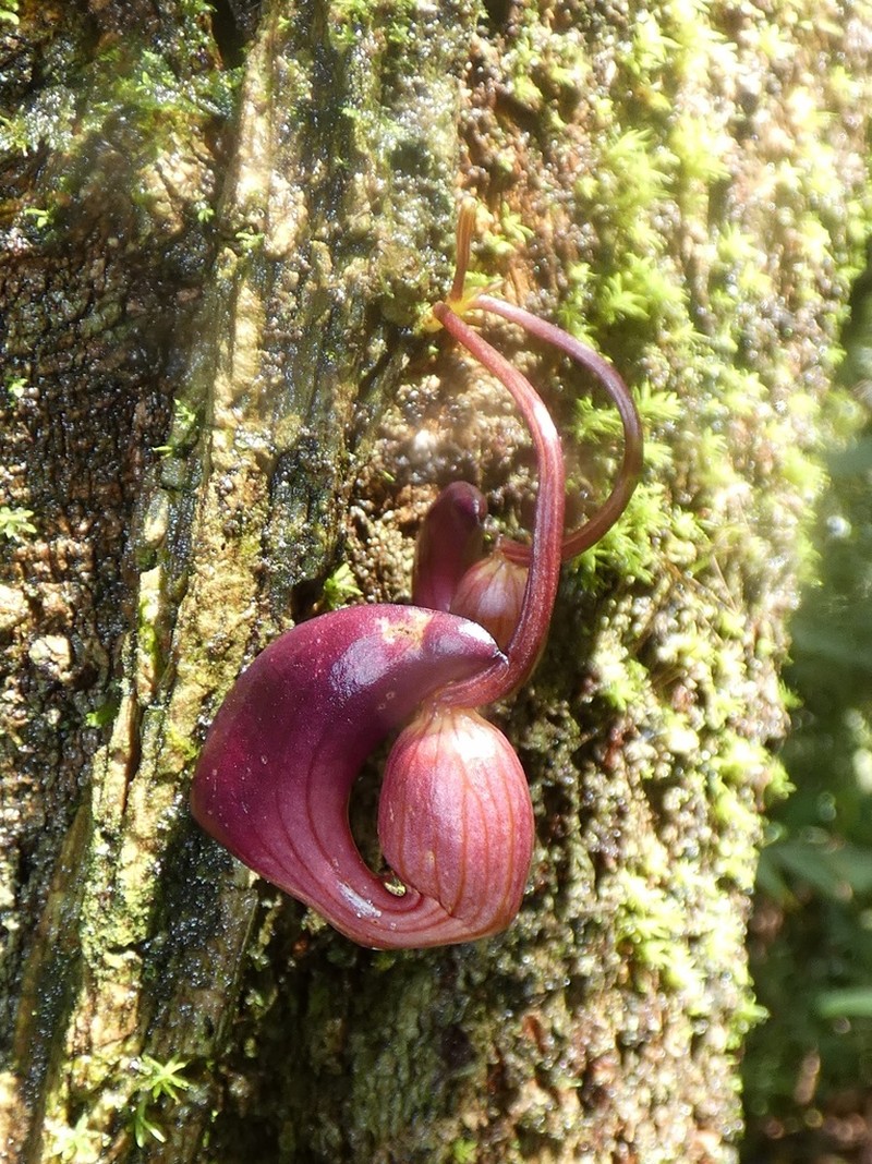 Aristolochia leuconeura photo 7