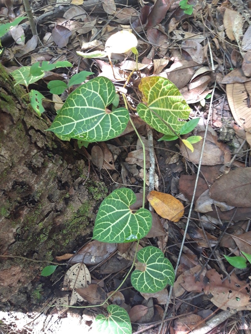 Aristolochia leuconeura photo 8