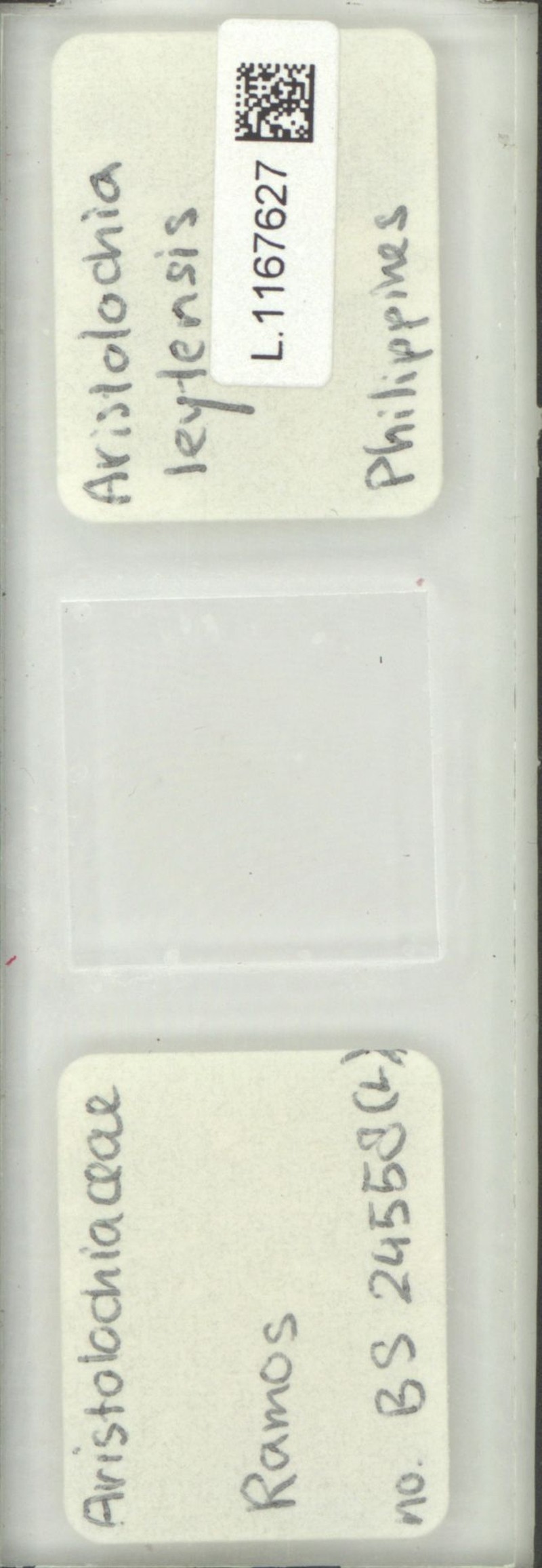 Aristolochia leytensis