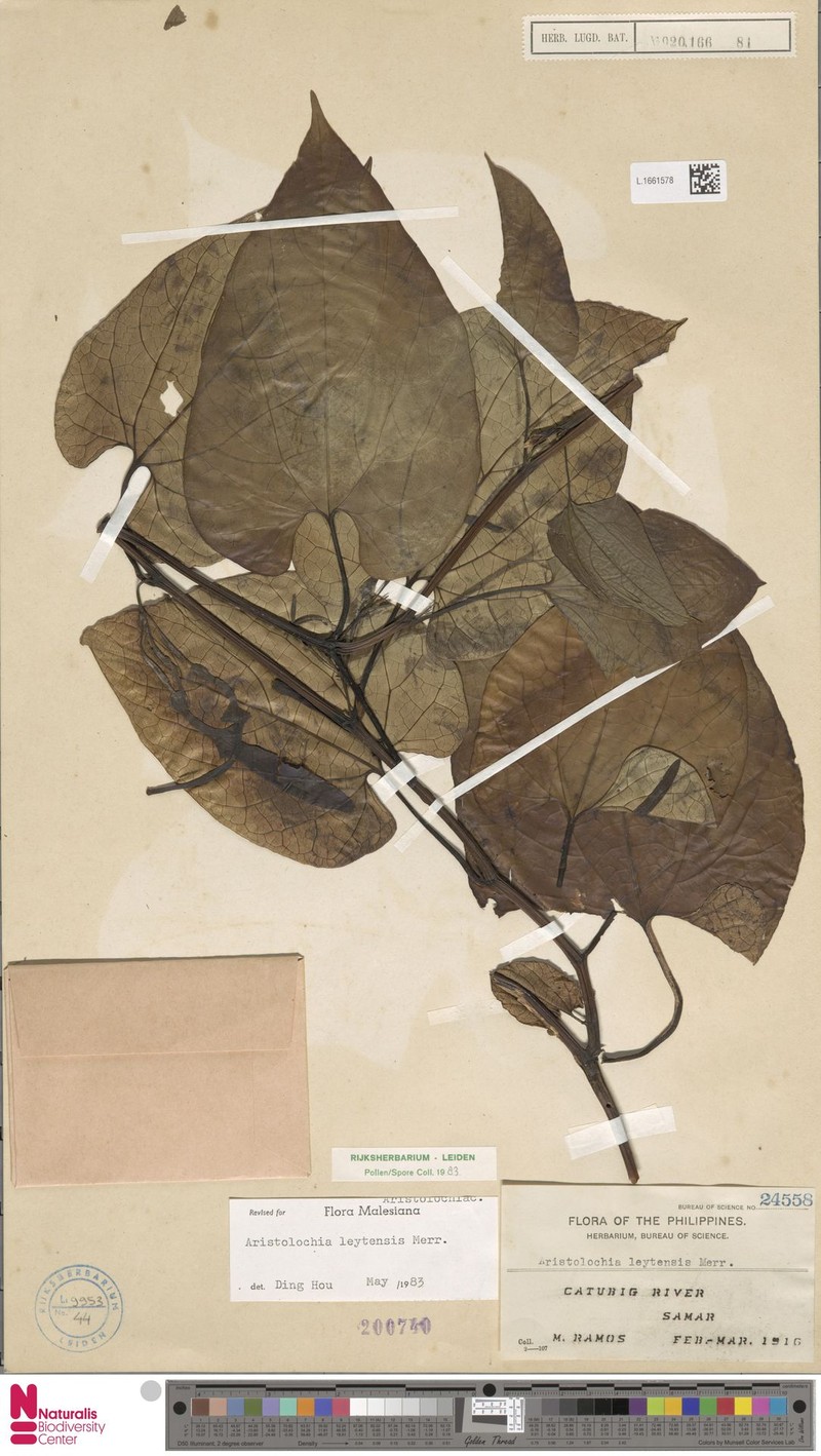 Aristolochia leytensis photo 2