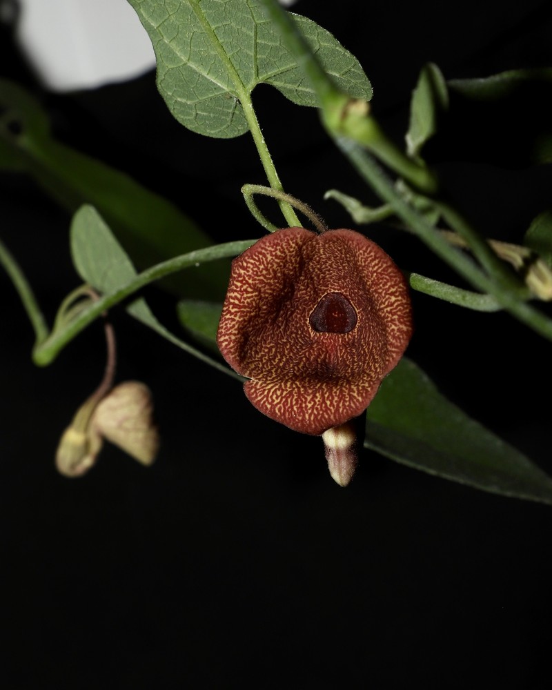 Aristolochia liangshanensis photo 2