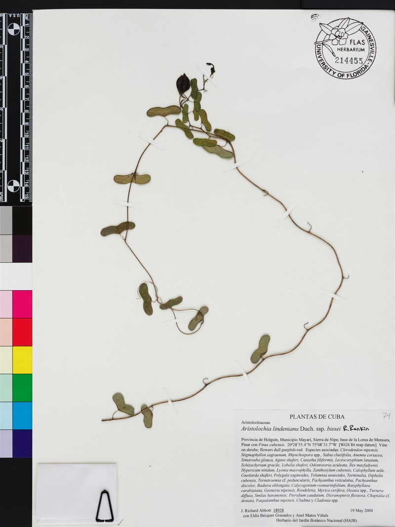 Aristolochia lindeniana photo 2