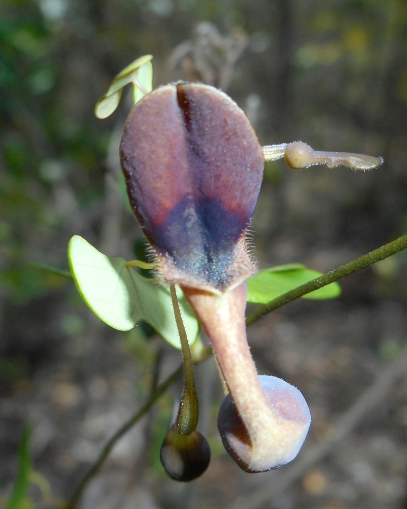 Aristolochia lindeniana photo 3