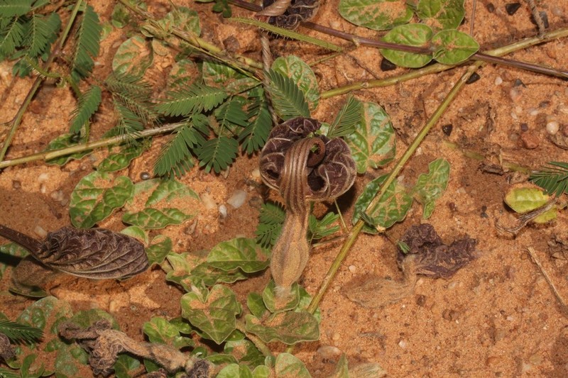 Aristolochia lindneri photo 2