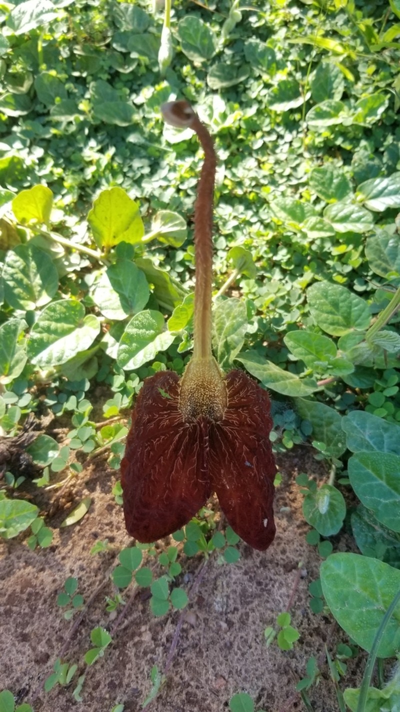 Aristolochia lindneri photo 3